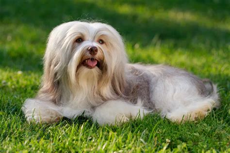 Havanese dog cost - How Much Does It Cost To Groom A Havanese Dog? Full grooming session( bath, glass, nails, ears, and haircut) of a Havanese dog by a professional groomer can cost nearly between $55-$65. But it is without scissoring, if you want your Havanese to have a scissored cut then it can cost up to $85.